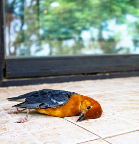 Chadstone Dead Animal Removal