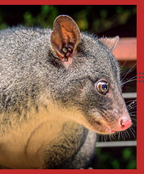 Possum Removal Chadstone